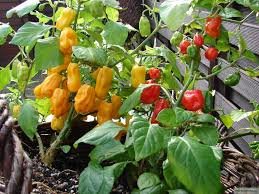Peper